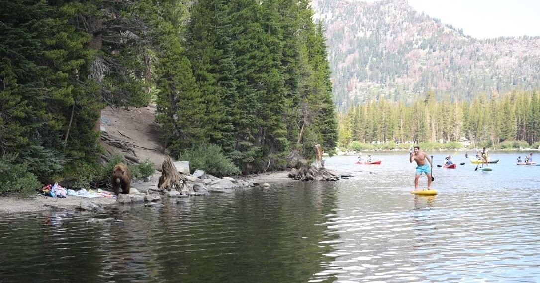 How Much Does It Cost To Join Mammoth Nation - Lizard's Knowledge Mind ...